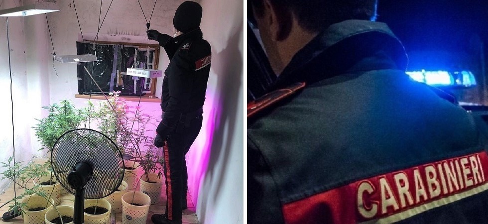 Una serra per coltivare marijuana anche in montagna: la scoperta dei carabinieri all’interno di un’abitazione di Curon